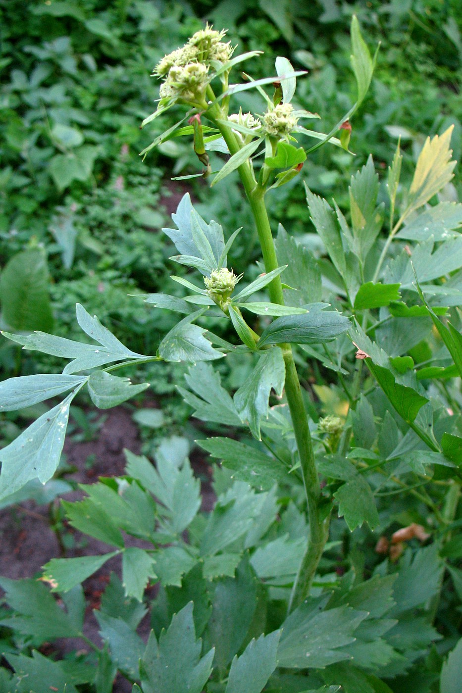 Image of Levisticum officinale specimen.