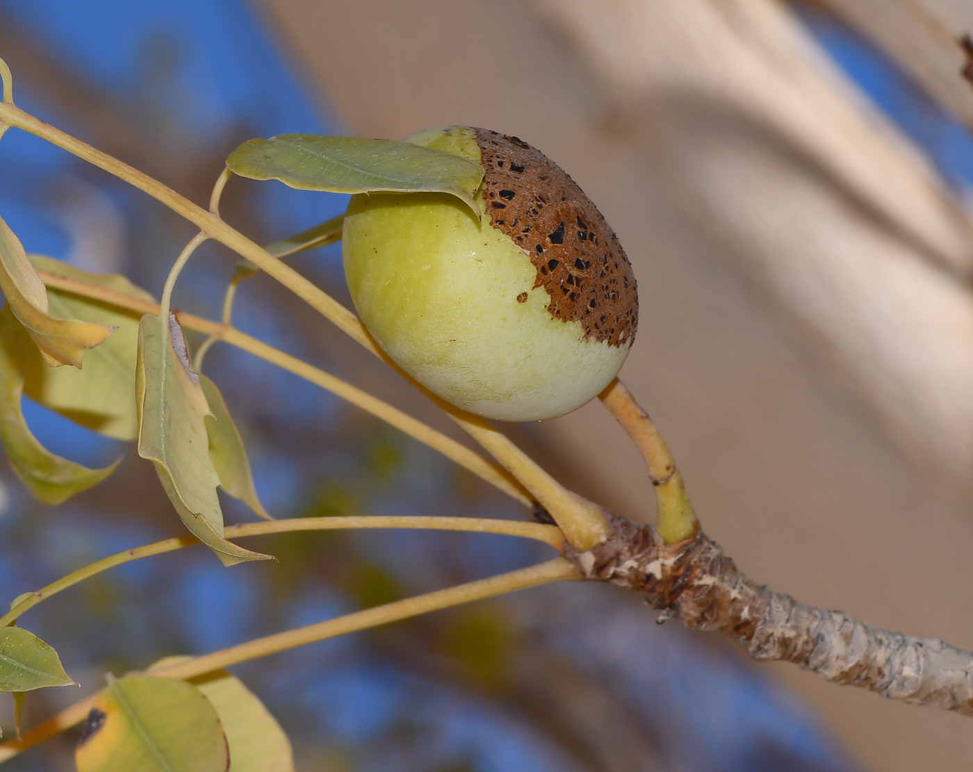 Изображение особи Sclerocarya birrea.