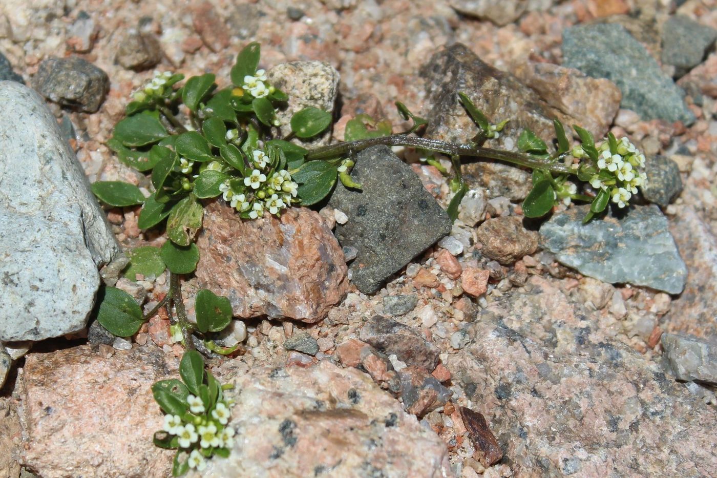 Изображение особи Taphrospermum altaicum.