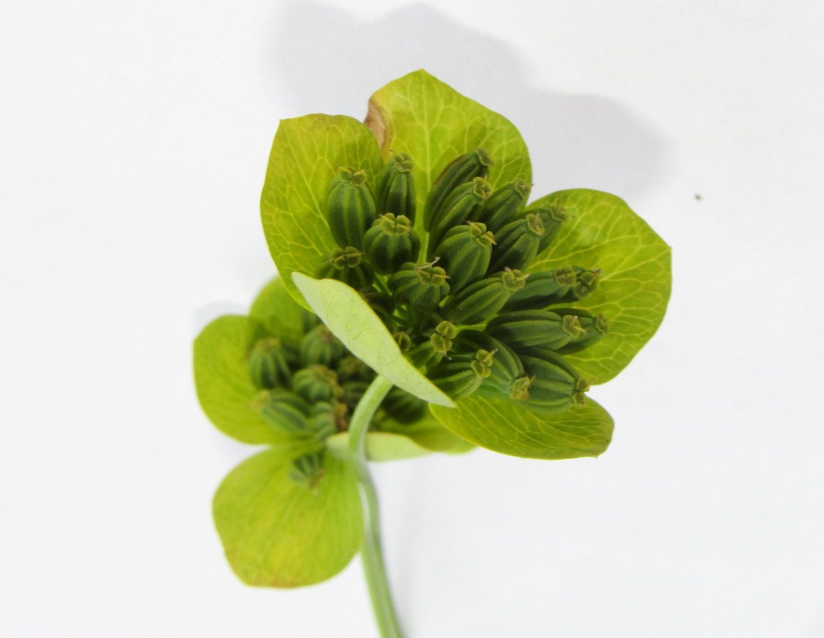 Image of Bupleurum longifolium ssp. aureum specimen.