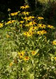 Rudbeckia fulgida