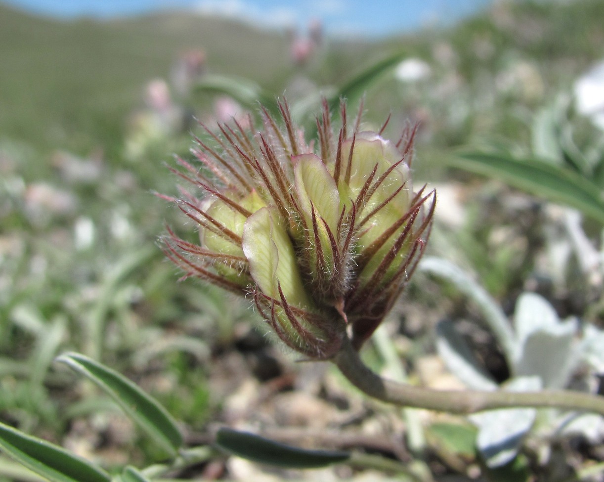 Изображение особи Hedysarum daghestanicum.