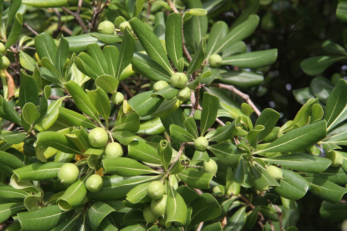 Image of Pittosporum tobira specimen.