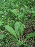 Primula macrocalyx