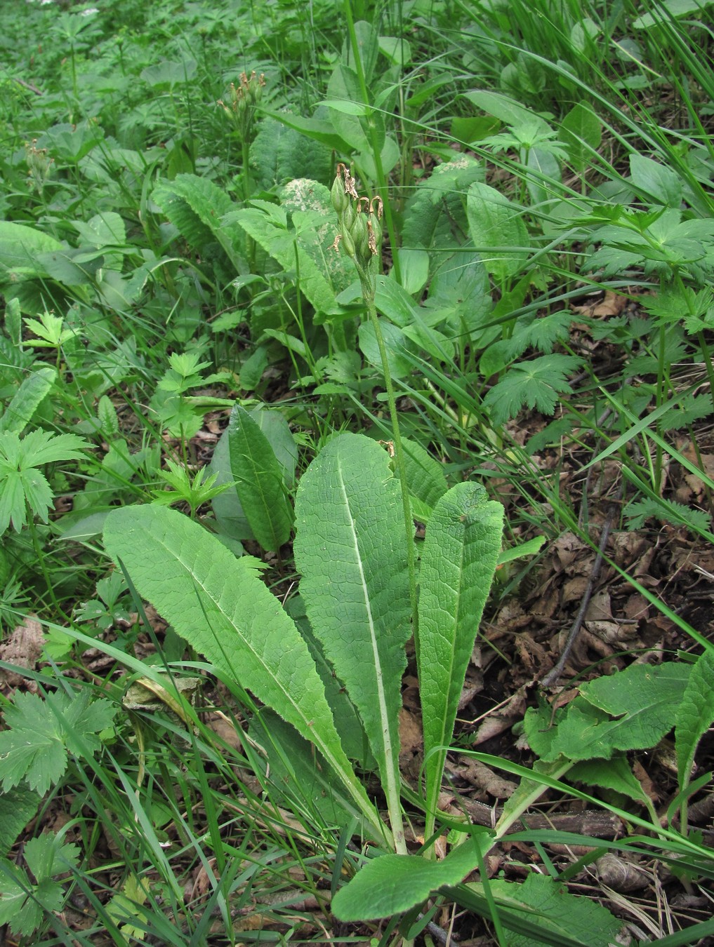 Image of Primula macrocalyx specimen.