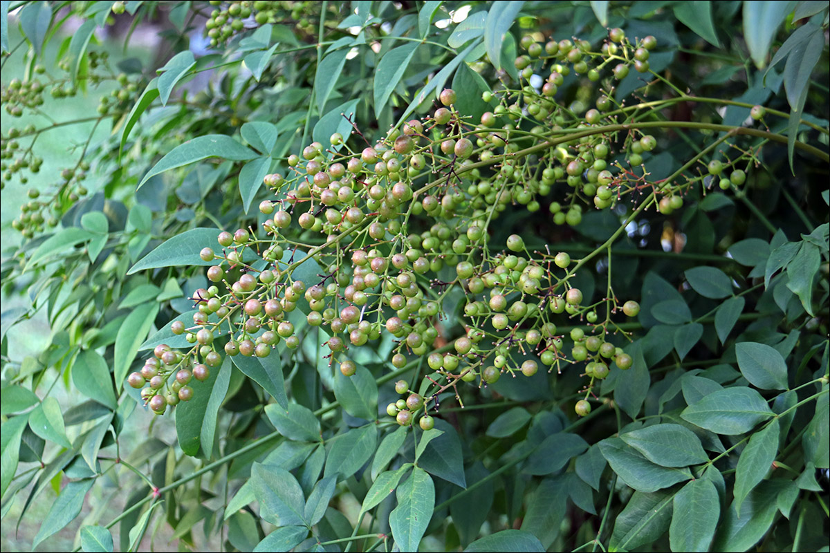 Image of Nandina domestica specimen.