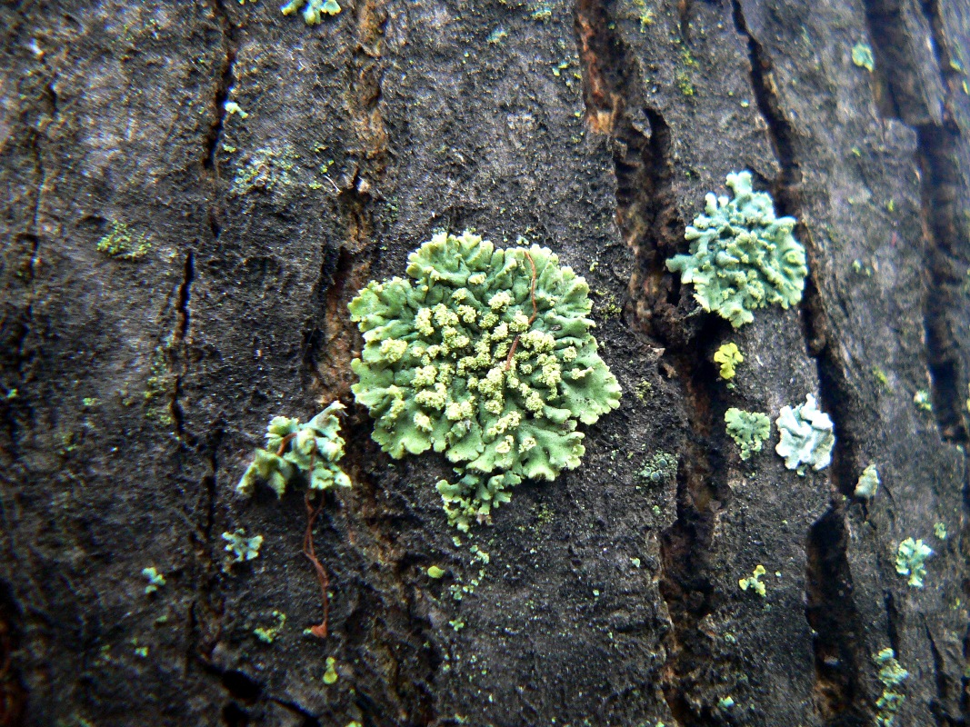 Image of Physcia dubia specimen.