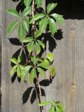 Parthenocissus quinquefolia. Часть побега. Иркутск, дворовая территория, в культуре. 08.09.2019.