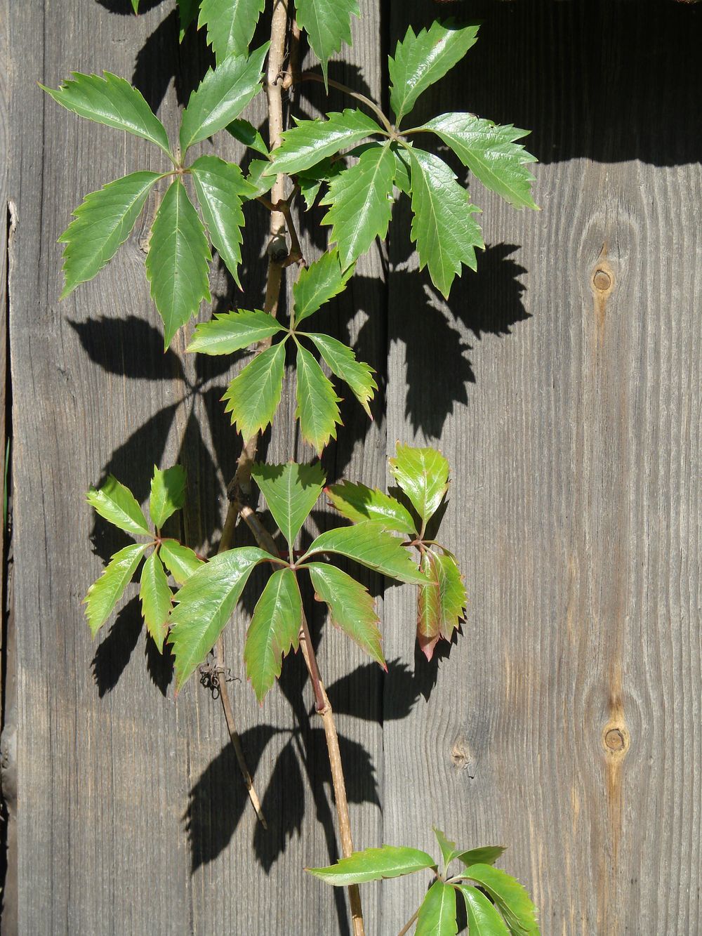 Изображение особи Parthenocissus quinquefolia.