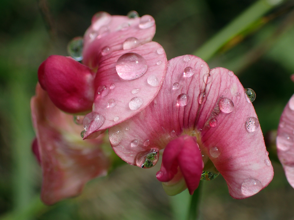 Изображение особи Lathyrus sylvestris.