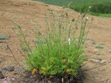 Artemisia laciniatiformis. Расцветающее растение. Камчатский край, Елизовский р-н, природный парк \"Три вулкана\", кордон Центральный, травертиновое поле. 30.07.2010.