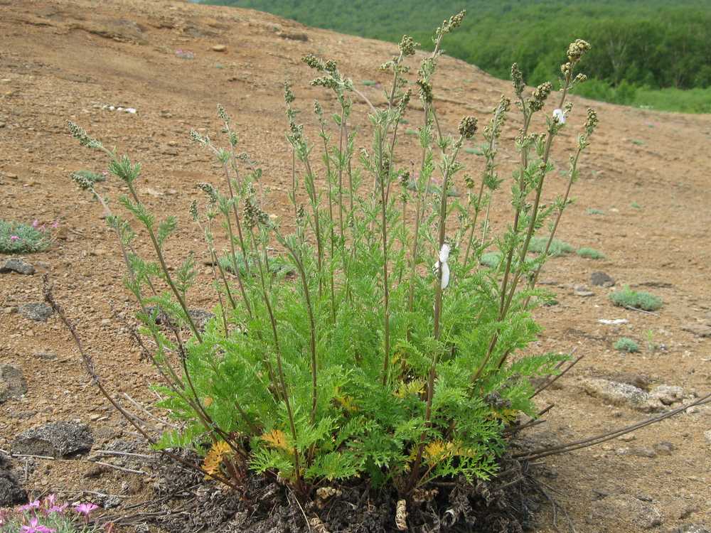 Изображение особи Artemisia laciniatiformis.