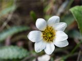 Dryas punctata. Цветок. Среднесибирское плоскогорье, плато Путорана, дол. р. Курейка, граница ольховника и галечной отмели на острове в русле реки. 24.06.2017.