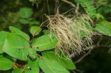 Cotinus coggygria. Верхушка побега с остатками соплодия. Краснодарский край, МО город-курорт Сочи, Хостинский р-н, долина р. Агура, ООПТ Агурские водопады, Орлиные скалы, закустаренный склон. 8 октября 2019 г.