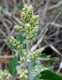 genus Chenopodium