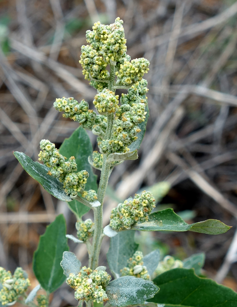 Изображение особи род Chenopodium.