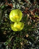 Papaver nudicaule