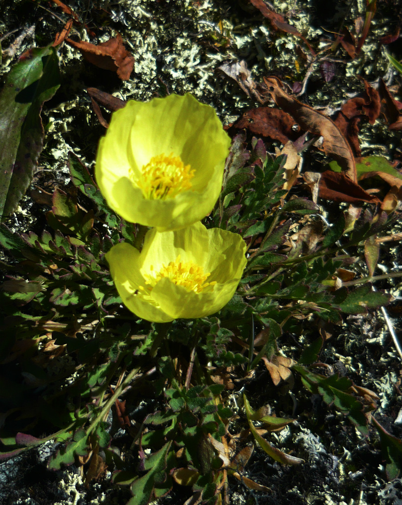 Image of Papaver nudicaule specimen.