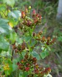 Hypericum maculatum