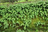 Polypodium californicum. Растения на подпорной стенке. США, Калифорния, Сан-Франциско, в природном парке. 15.02.2017.