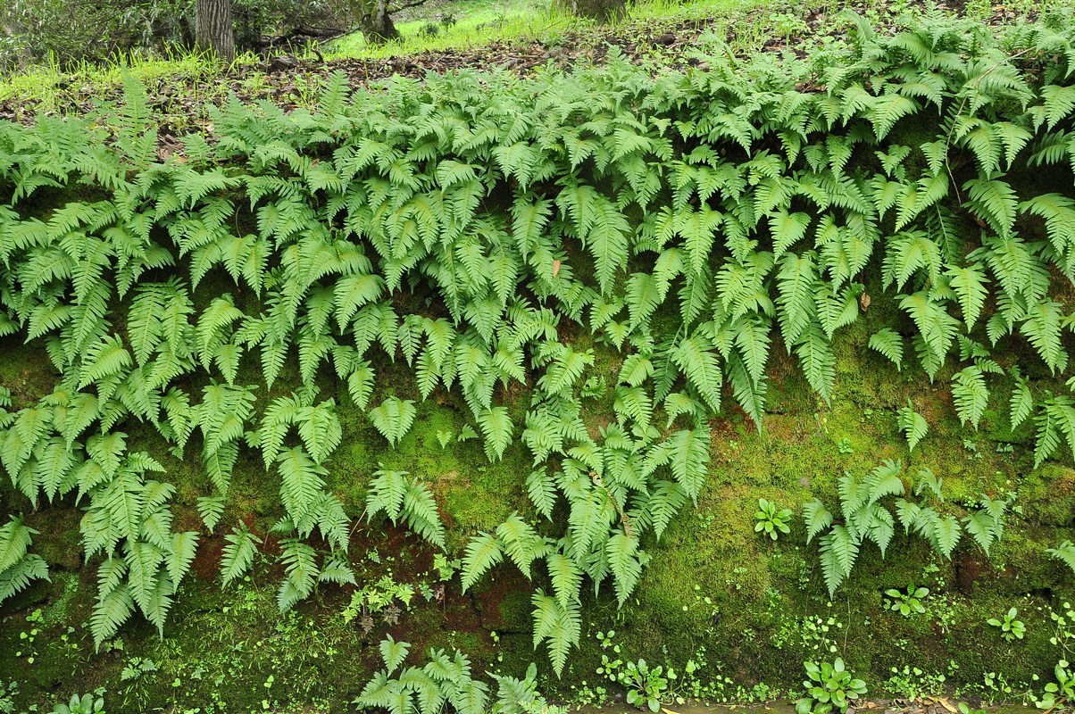 Image of Polypodium californicum specimen.