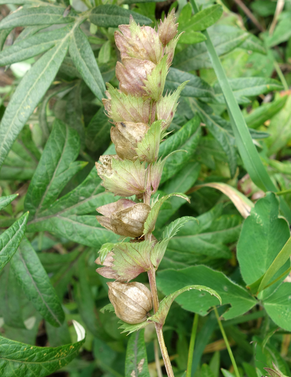 Image of genus Rhinanthus specimen.