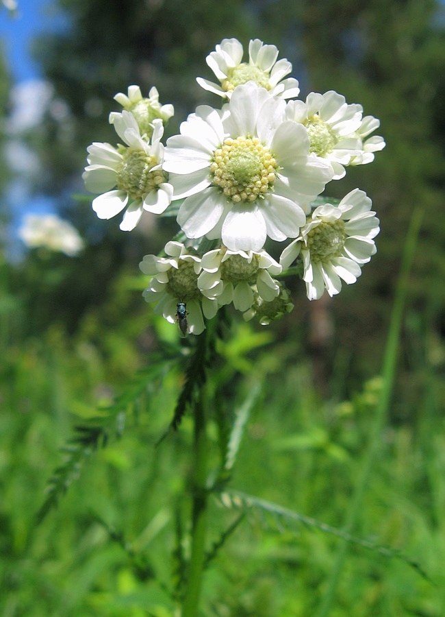 Изображение особи Achillea impatiens.