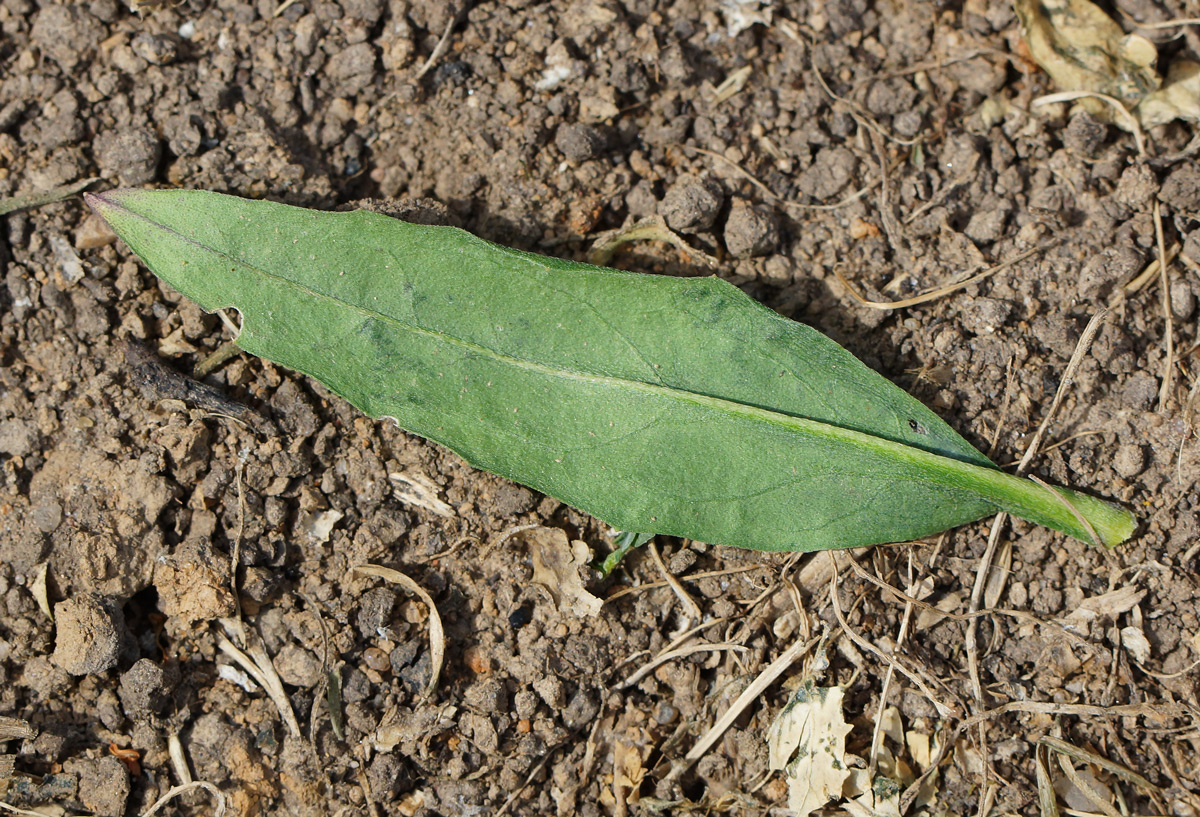 Image of Erysimum cheiranthoides specimen.