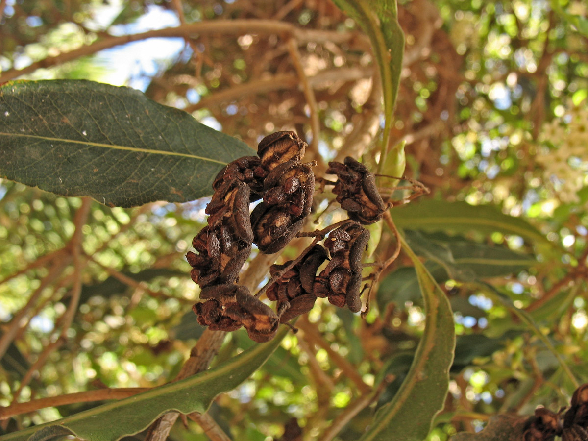 Изображение особи Pittosporum undulatum.