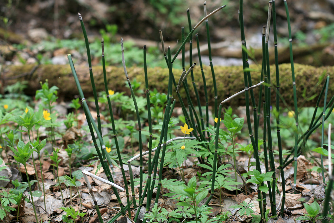 Image of Equisetum hyemale specimen.