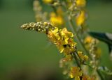 Verbascum lychnitis. Верхушка соцветия. Воронежская обл., Лискинский р-н, музей-заповедник \"Дивногорье\", край мелового плато, степной склон. 01.06.2019.