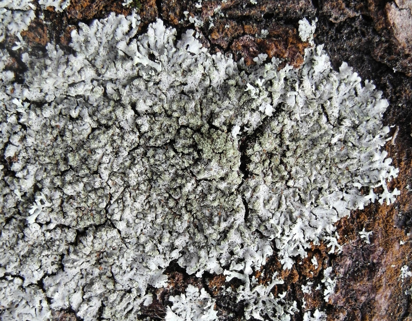 Image of Phaeophyscia orbicularis specimen.