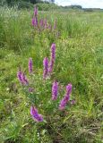 Lythrum salicaria