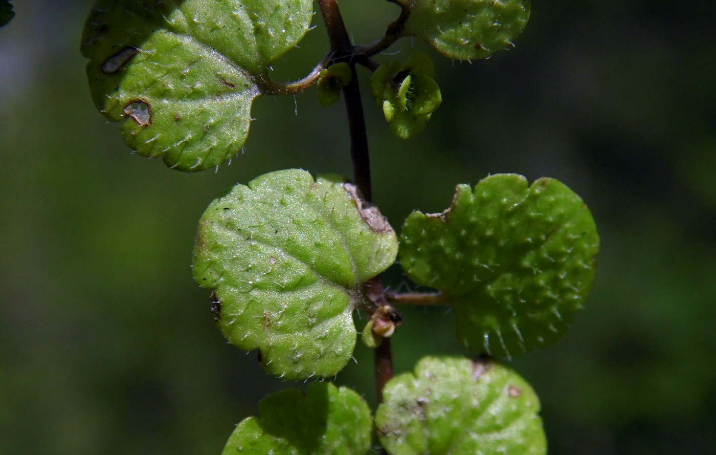 Изображение особи Veronica filiformis.