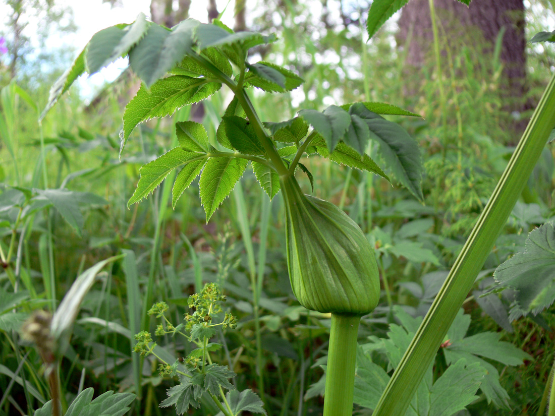 Image of Angelica sylvestris specimen.