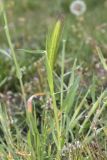 род Hordeum