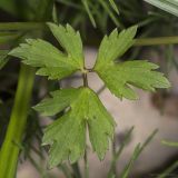 Ranunculus repens