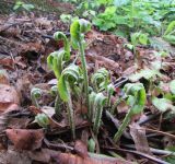 Phyllitis scolopendrium. Молодые вайи. Московская обл., Щёлковский р-н, в культуре. 22.05.2020.