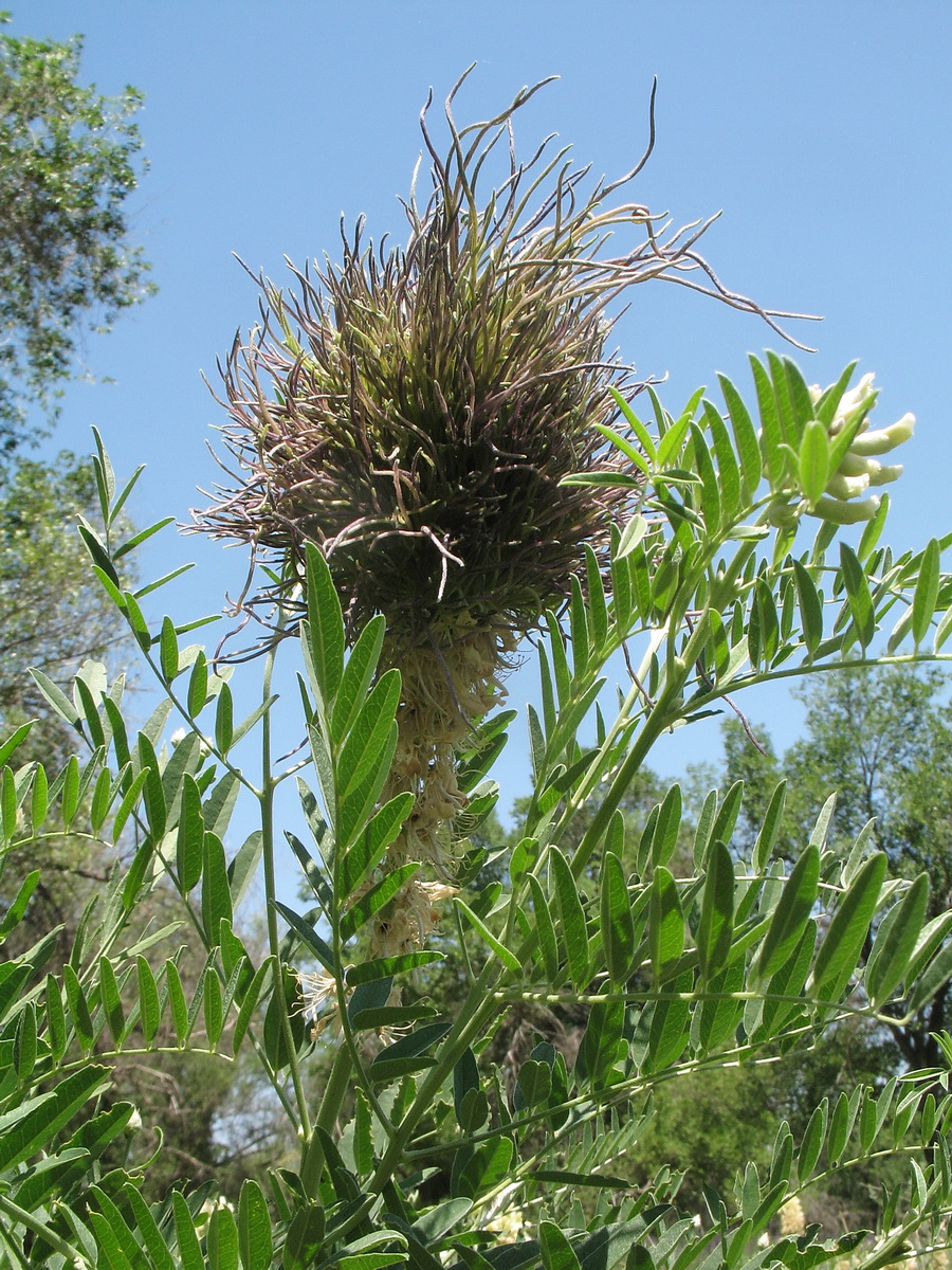 Image of Pseudosophora alopecuroides specimen.