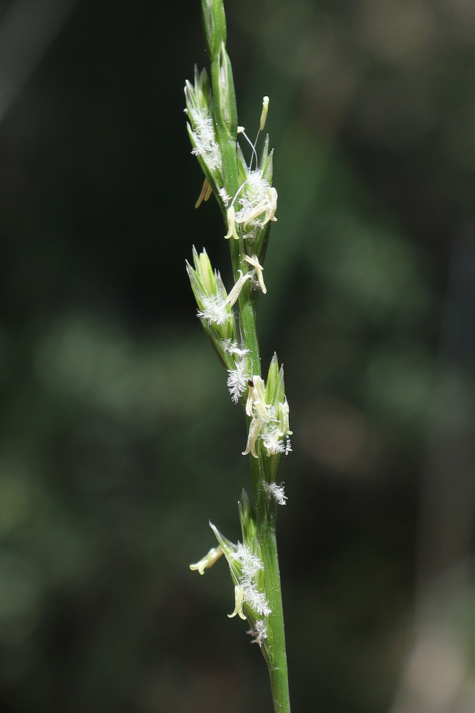 Image of Lolium remotum specimen.