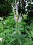 Veronicastrum sibiricum. Верхушка цветущего растения. Хабаровский край, окр. с. Галкино, в полосе между дорогой и лесом. 22.07.2019.