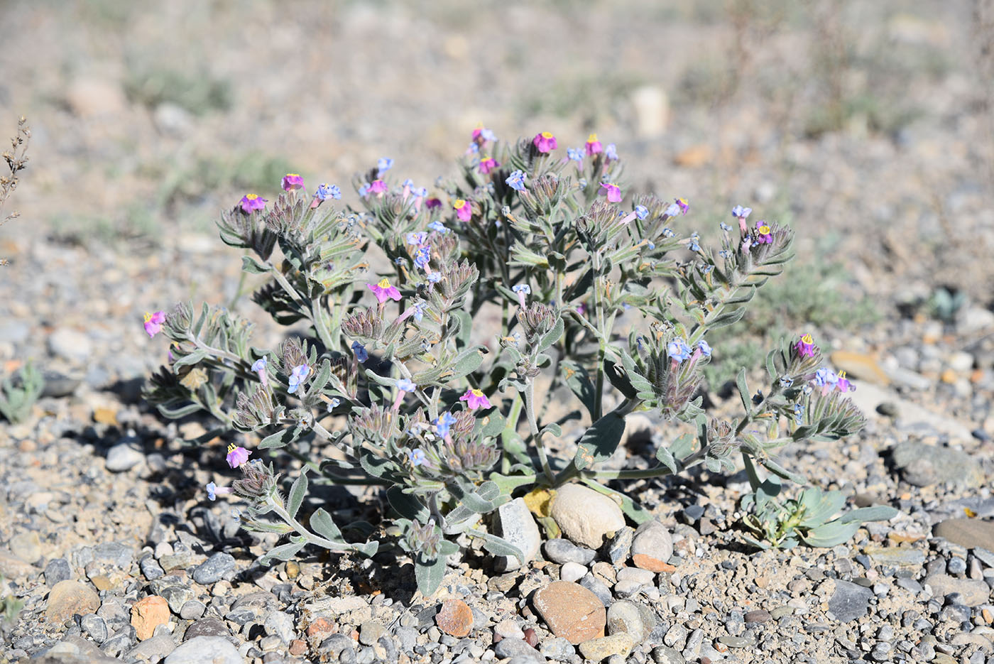 Image of Arnebia obovata specimen.