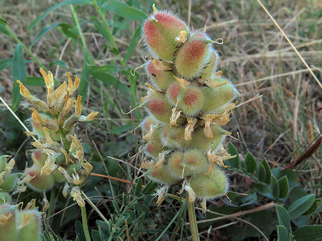 Изображение особи Astragalus cicer.