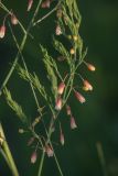 Asparagus officinalis