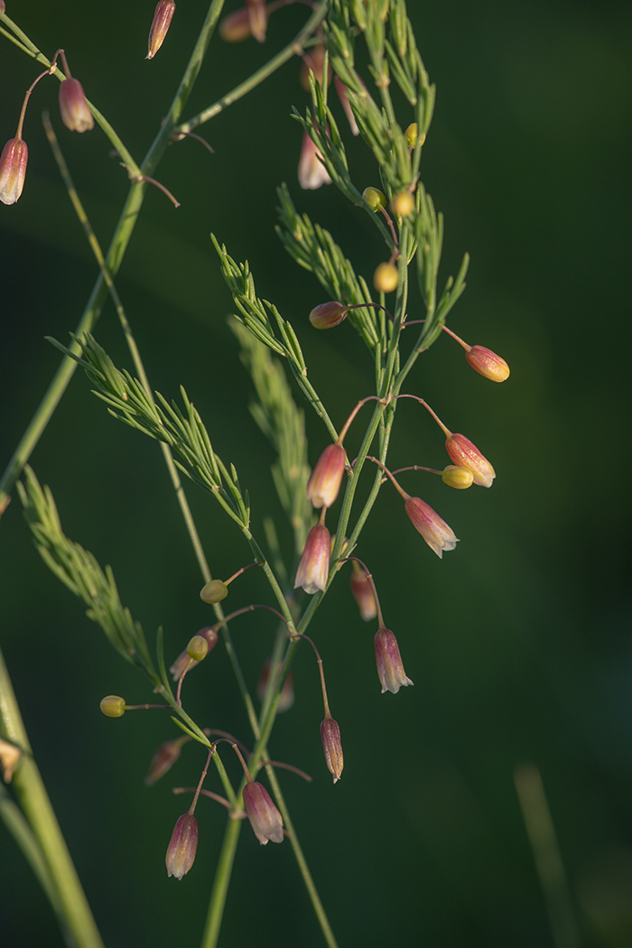 Image of Asparagus officinalis specimen.