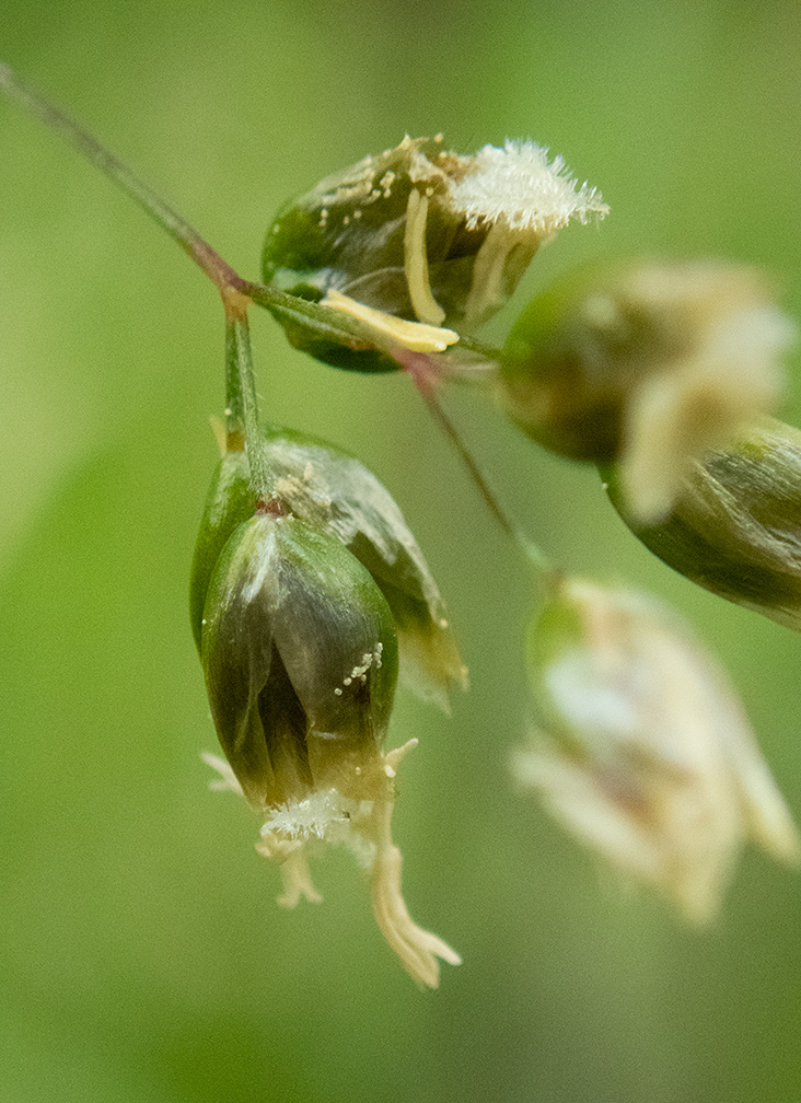 Image of Hierochloe odorata specimen.