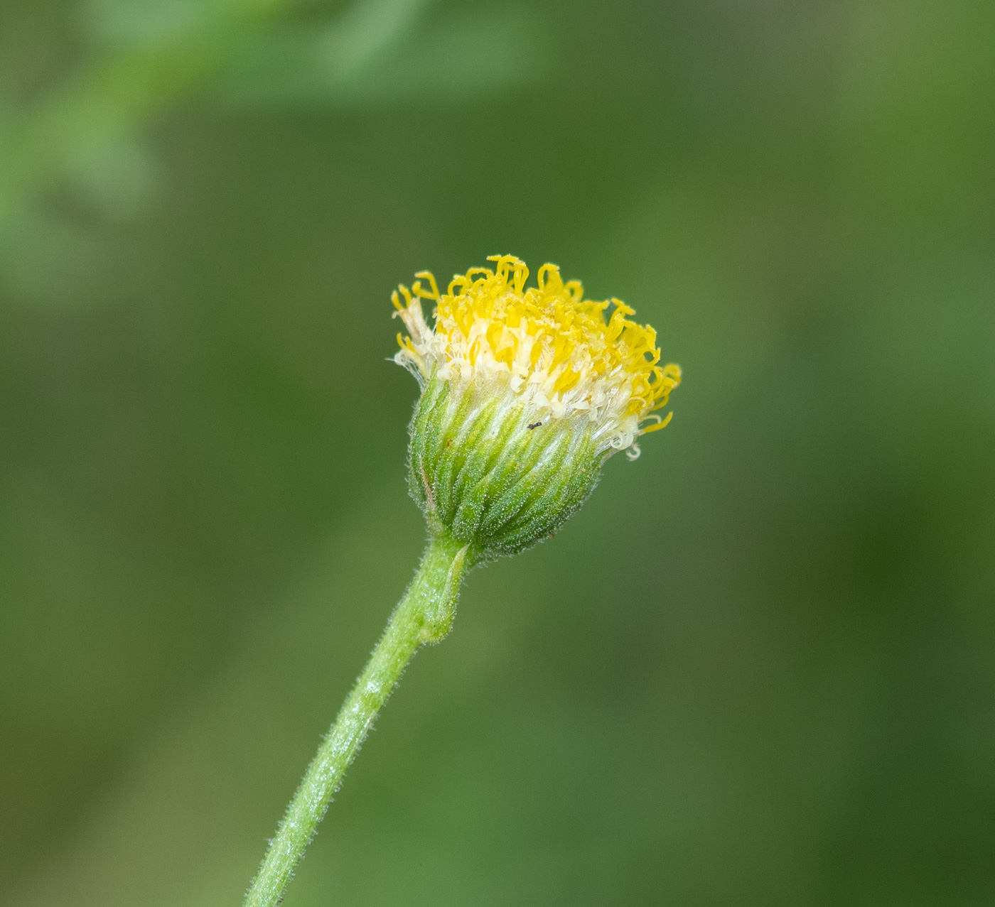 Изображение особи Nolletia tenuifolia.