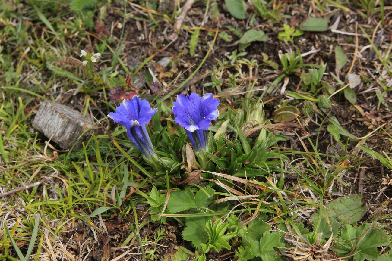 Изображение особи Gentiana grandiflora.