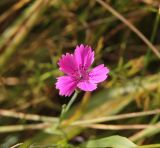 Dianthus deltoides. Цветок. Костромская обл., окр. Кологрива, правый берег р. Унжа, Костромская пойма, луг. 27 августа 2020 г.