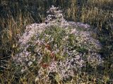 Limonium scoparium. Цветущее растение. Крым, Карадагский заповедник. 17.08.2020.
